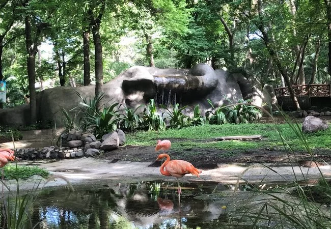Colima - Foto 21