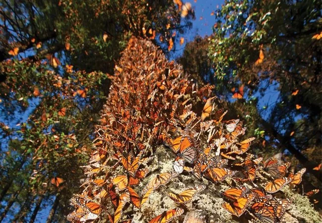 Michoacán - Foto 2